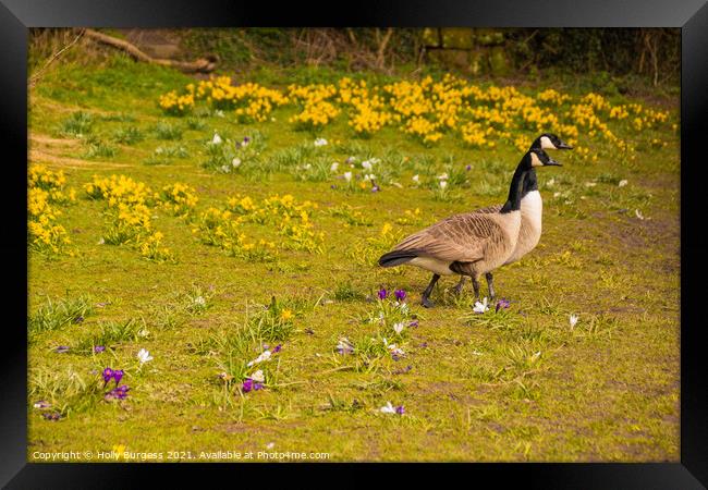 Spring's Dawn with Canada Geese Framed Print by Holly Burgess