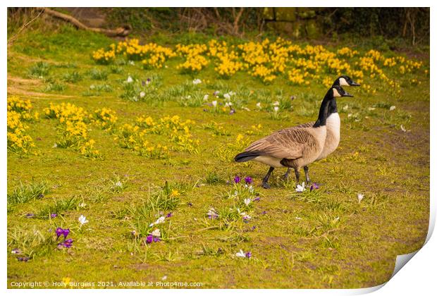 Spring's Dawn with Canada Geese Print by Holly Burgess