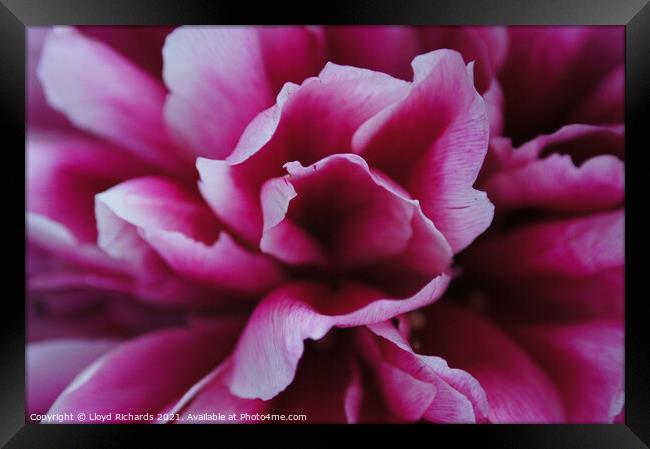 Pink Petals Close Up Framed Print by Lloyd Richards