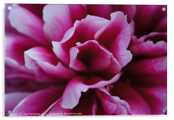 Pink Petals Close Up Acrylic by Lloyd Richards
