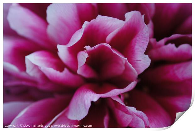 Pink Petals Close Up Print by Lloyd Richards
