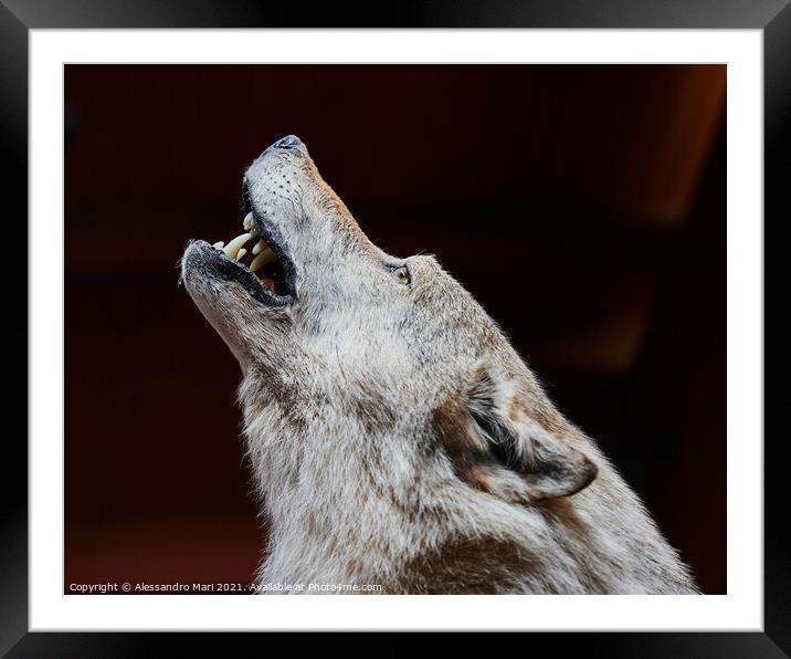 A close up of a wolf howling Framed Mounted Print by Alessandro Mari