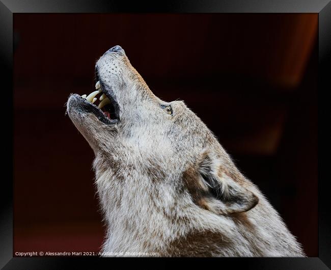 A close up of a wolf howling Framed Print by Alessandro Mari