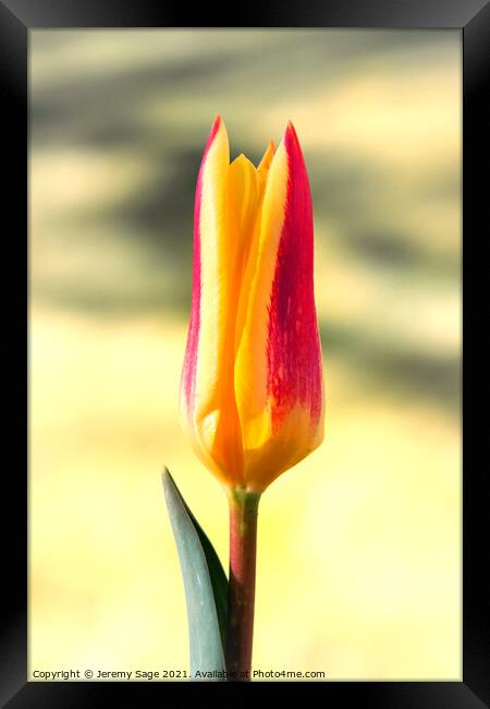 Tulip flower Framed Print by Jeremy Sage
