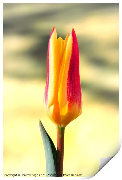 Tulip flower Print by Jeremy Sage