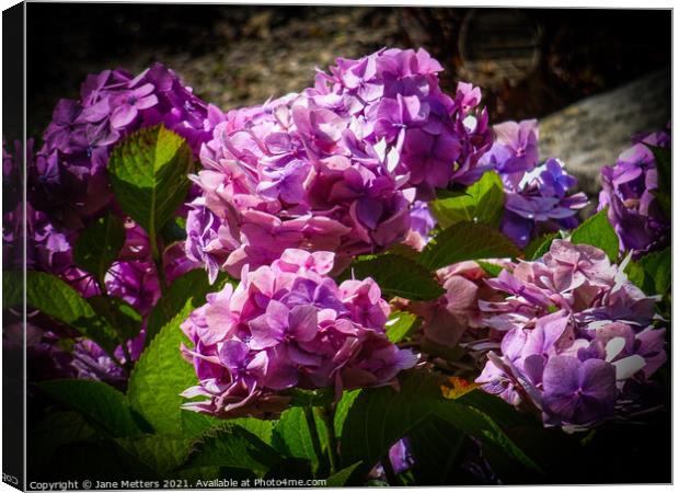 Hydrangea Canvas Print by Jane Metters