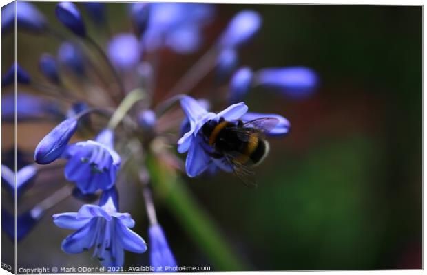 Bee and BlueBell Canvas Print by Mark ODonnell