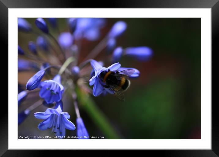 Bee and BlueBell Framed Mounted Print by Mark ODonnell