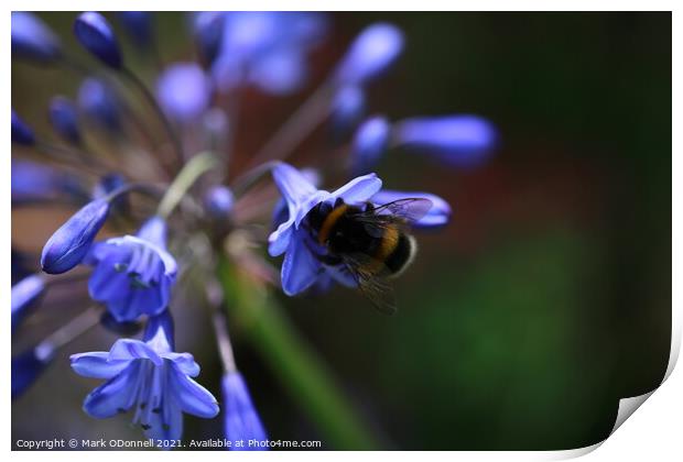 Bee and BlueBell Print by Mark ODonnell
