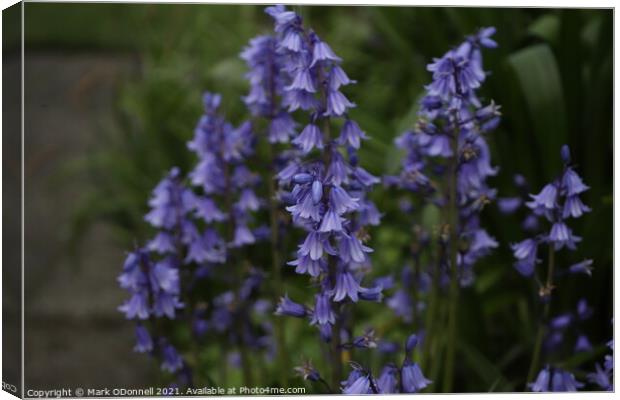 BlueBells Canvas Print by Mark ODonnell