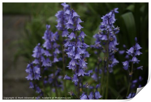 BlueBells Print by Mark ODonnell