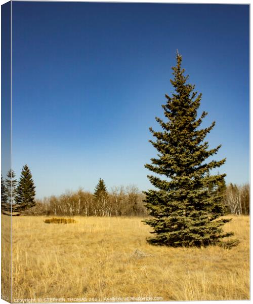 Spruce in a meadow Canvas Print by STEPHEN THOMAS