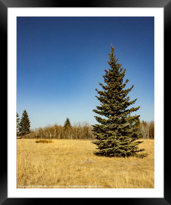 Spruce in a meadow Framed Mounted Print by STEPHEN THOMAS