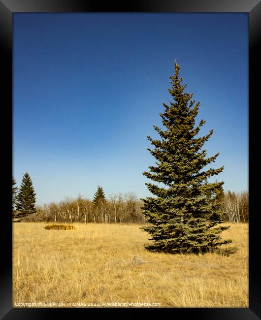 Spruce in a meadow Framed Print by STEPHEN THOMAS