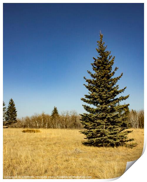 Spruce in a meadow Print by STEPHEN THOMAS