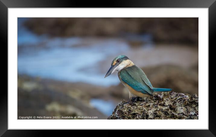 The Sacred Kingfisher Framed Mounted Print by Pete Evans