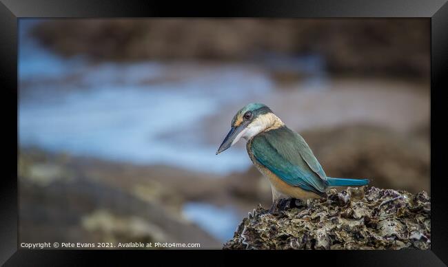 The Sacred Kingfisher Framed Print by Pete Evans