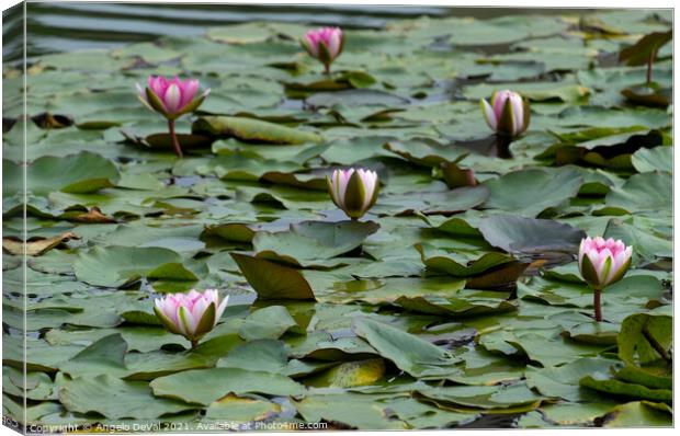 Water Lillies on Lake Canvas Print by Angelo DeVal