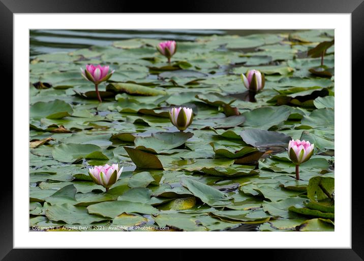 Water Lillies on Lake Framed Mounted Print by Angelo DeVal