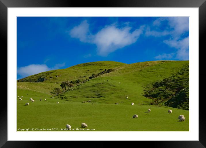 A herd of sheep grazing on a lush green field in New Zealand Framed Mounted Print by Chun Ju Wu