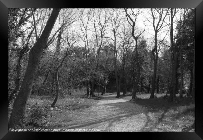 The path through the trees in monochrome Framed Print by Ann Biddlecombe