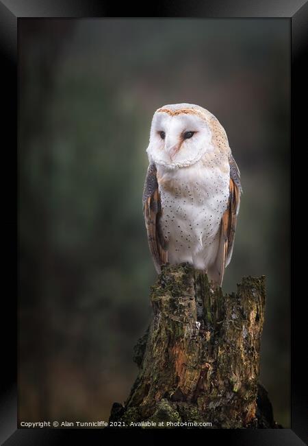 Barn owl Framed Print by Alan Tunnicliffe