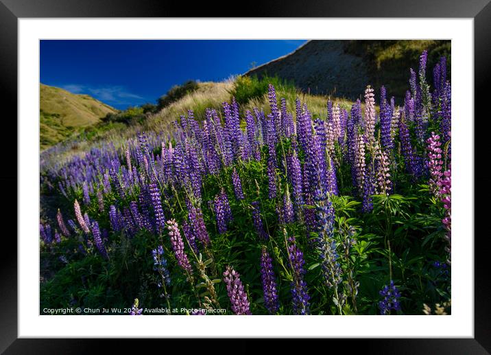 Colorful lupine flowers in New Zealand Framed Mounted Print by Chun Ju Wu
