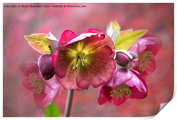 Sparkling  Hellebores Print by Alison Chambers