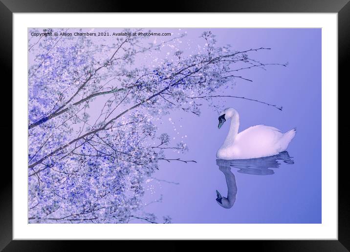 Blossom Swan Framed Mounted Print by Alison Chambers