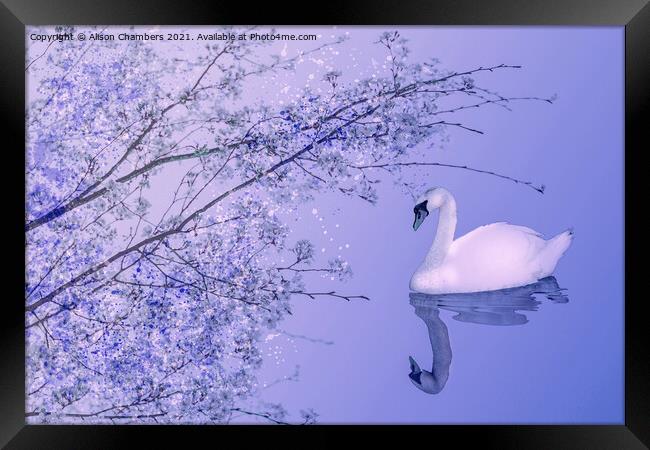 Blossom Swan Framed Print by Alison Chambers