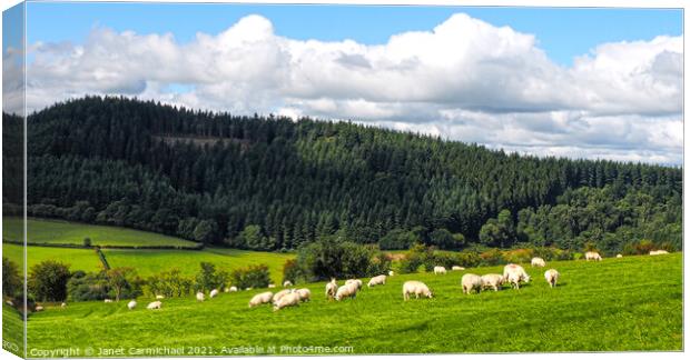 Fluffy Clouds, Fluffy Sheep Canvas Print by Janet Carmichael