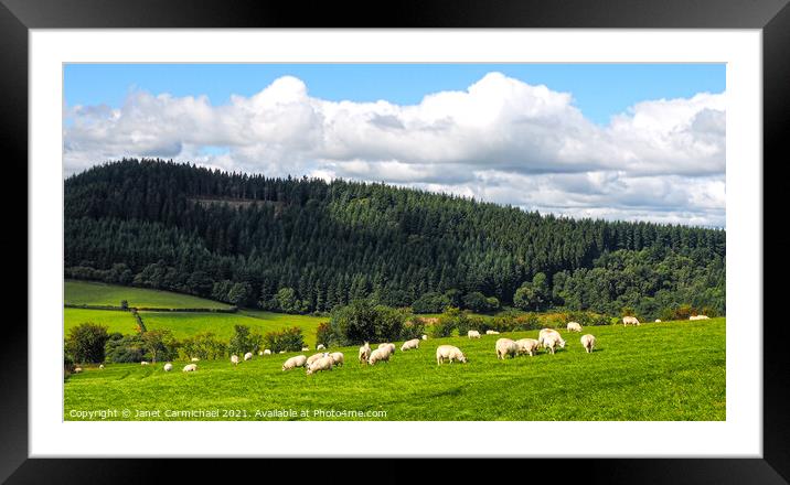 Fluffy Clouds, Fluffy Sheep Framed Mounted Print by Janet Carmichael