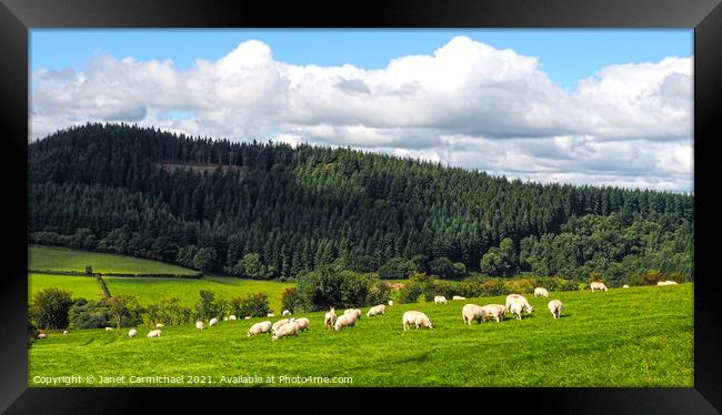 Fluffy Clouds, Fluffy Sheep Framed Print by Janet Carmichael