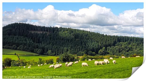 Fluffy Clouds, Fluffy Sheep Print by Janet Carmichael