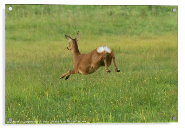 Jumping Roe Deer Acrylic by Degree North