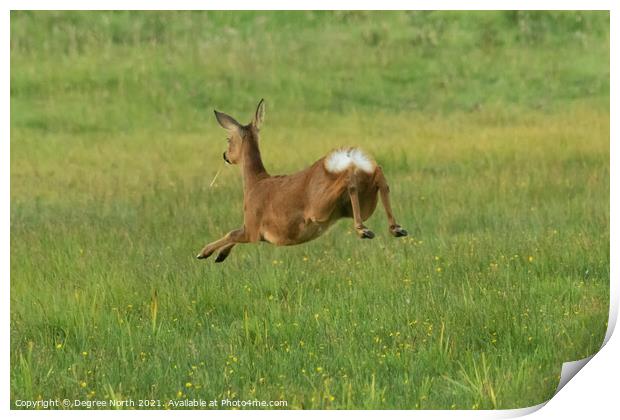 Jumping Roe Deer Print by Degree North