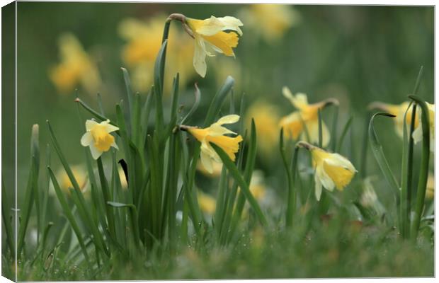 Daffodils 1 Canvas Print by Angela Redrupp