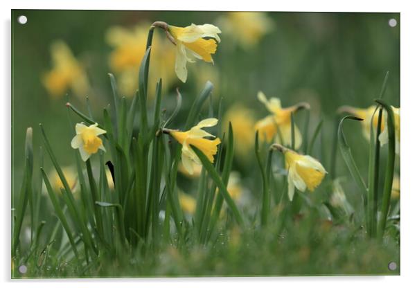Daffodils 1 Acrylic by Angela Redrupp
