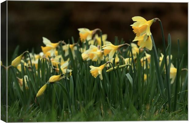 Daffodils 3 Canvas Print by Angela Redrupp