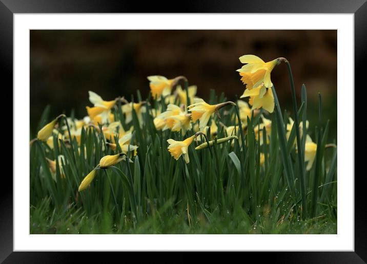 Daffodils 3 Framed Mounted Print by Angela Redrupp