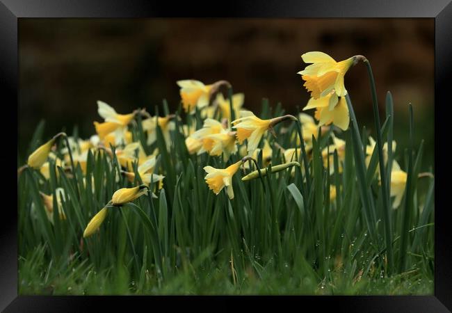 Daffodils 3 Framed Print by Angela Redrupp
