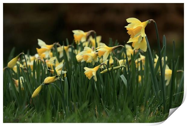 Daffodils 3 Print by Angela Redrupp