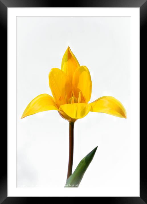 The yellow tulip Framed Mounted Print by Jeremy Sage