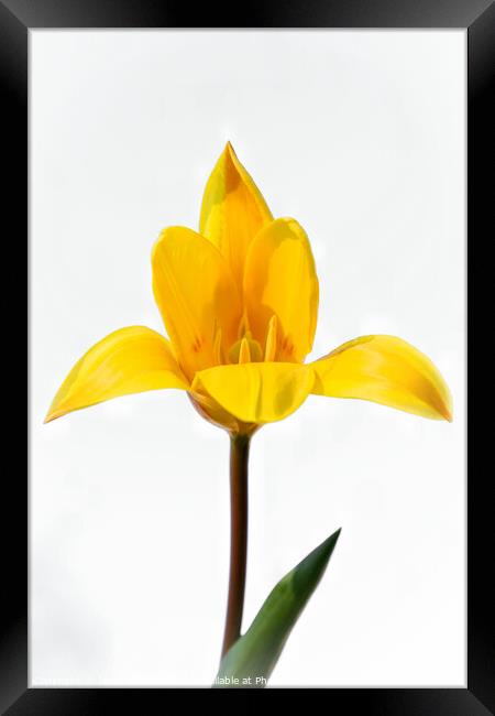 The yellow tulip Framed Print by Jeremy Sage