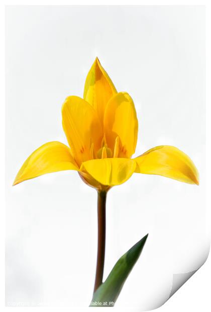 The yellow tulip Print by Jeremy Sage