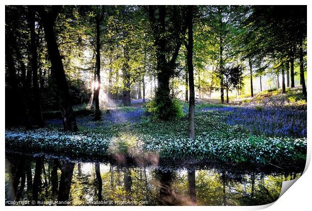BLUEBELL SUNRISE  Print by Russell Mander