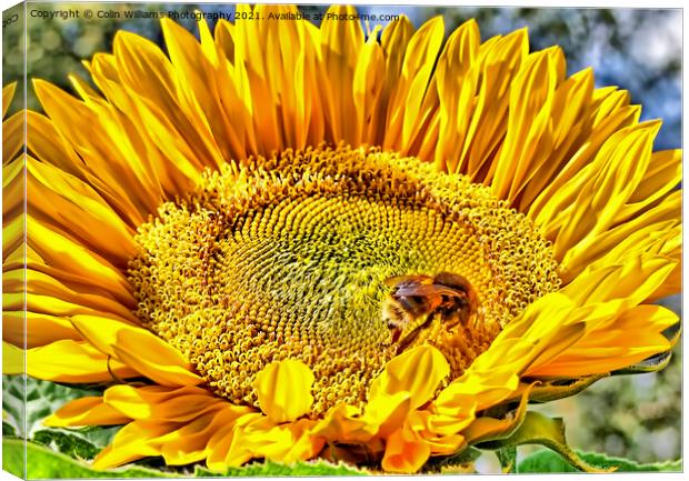 Bumble Bee on A Sunflower Canvas Print by Colin Williams Photography