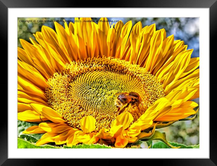 Bumble Bee on A Sunflower Framed Mounted Print by Colin Williams Photography