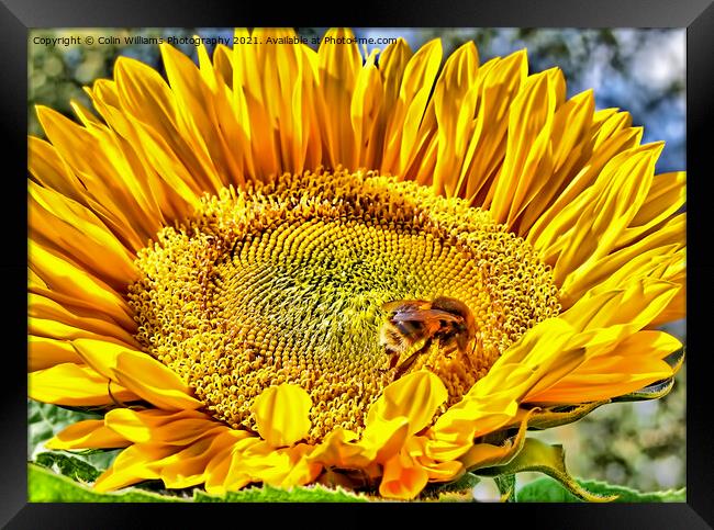 Bumble Bee on A Sunflower Framed Print by Colin Williams Photography