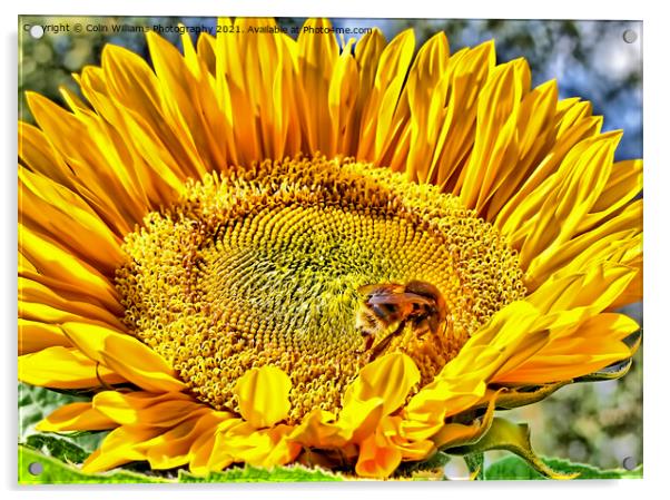 Bumble Bee on A Sunflower Acrylic by Colin Williams Photography
